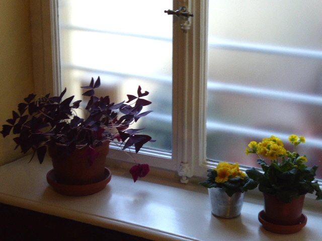 P1090951.webp