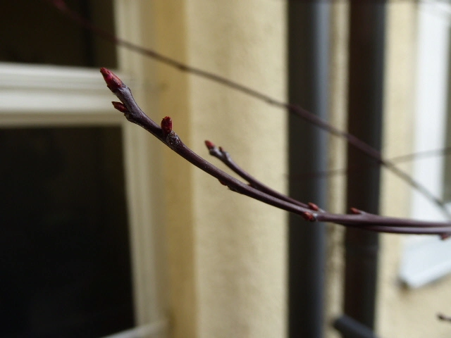 P1100120.webp