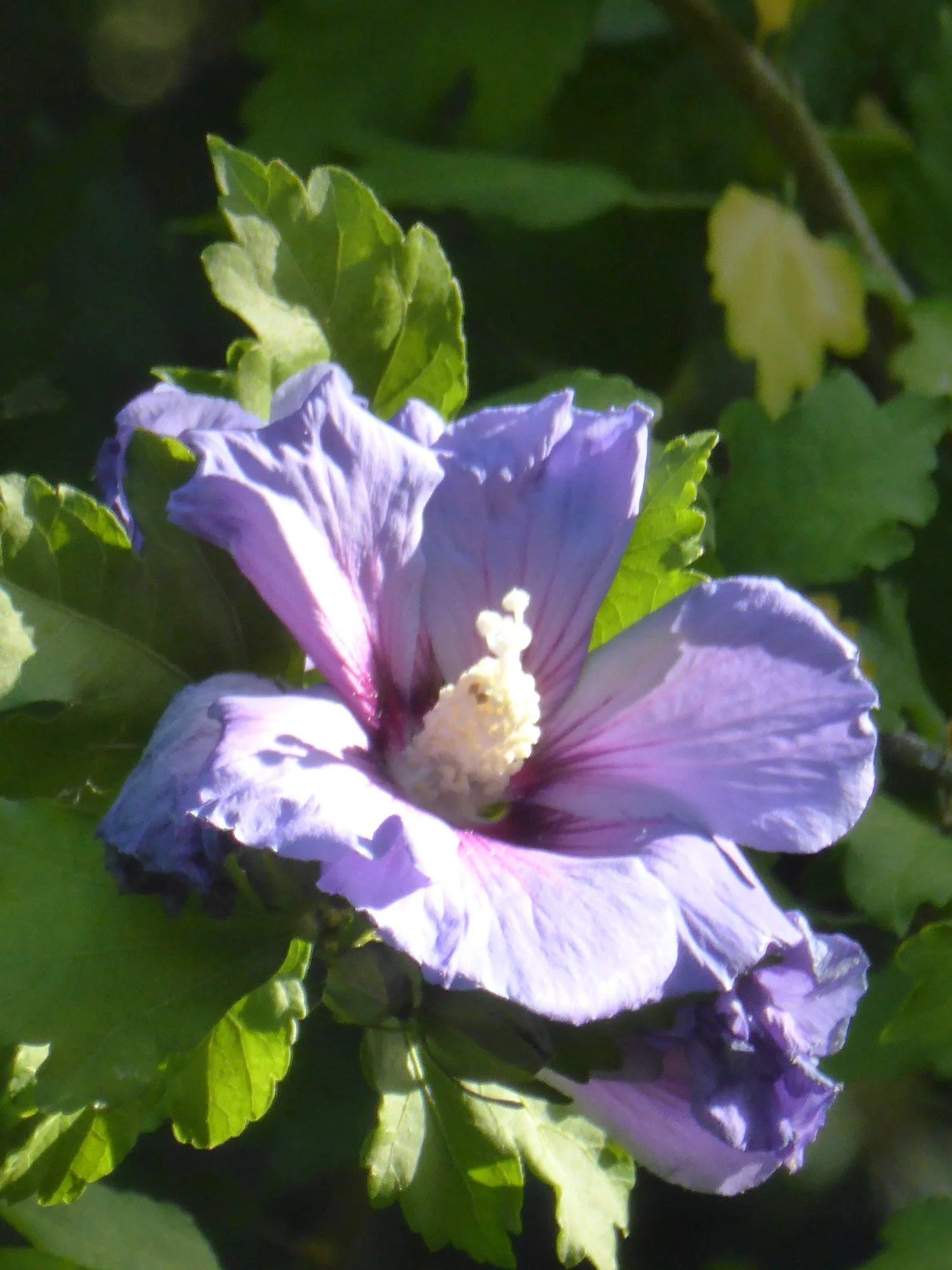 P1100184Hibiscus.webp