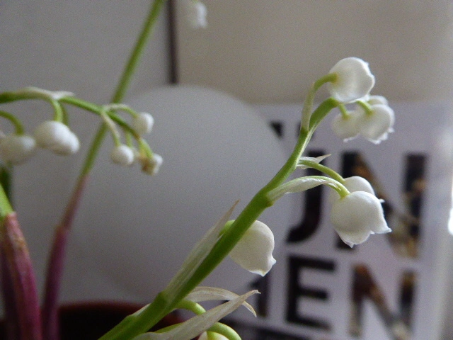 P1100327.webp