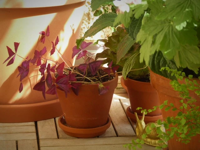P1100766.webp