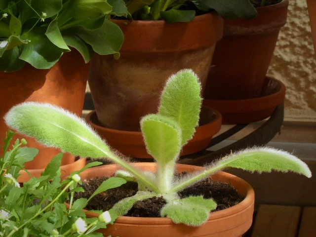P1100767.webp