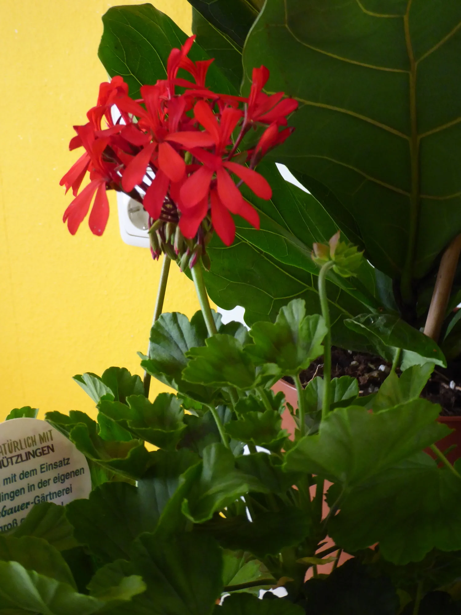 P1100807.webp
