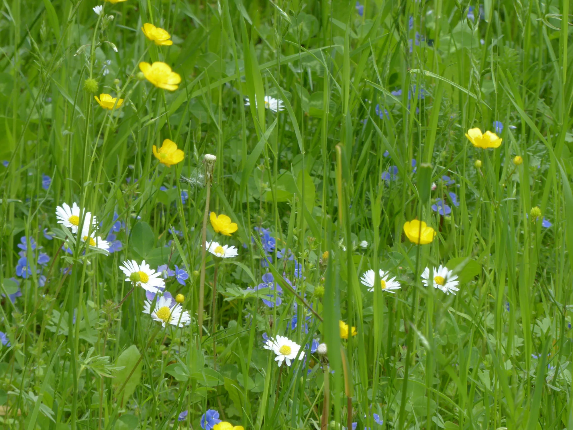 P1100879.webp