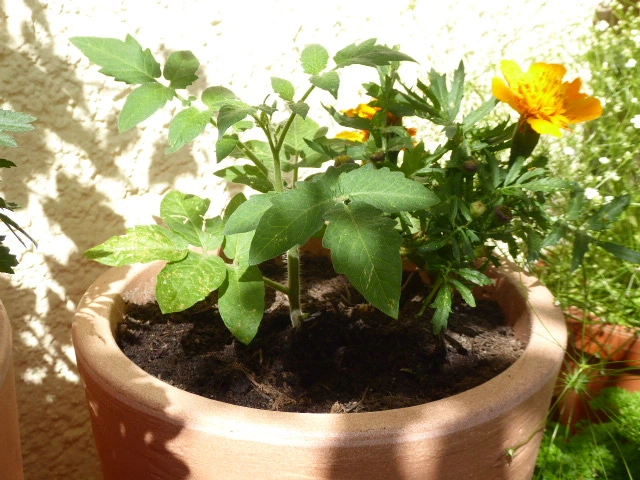 P1110032.webp