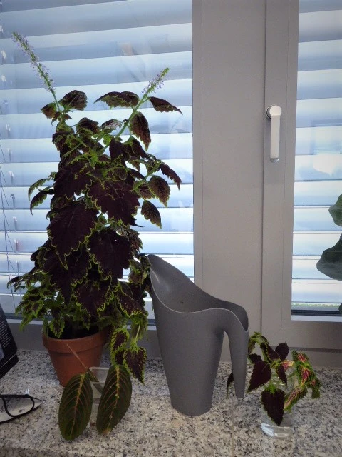 P1110101.webp