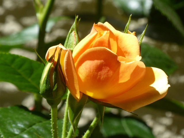 P1110191.webp