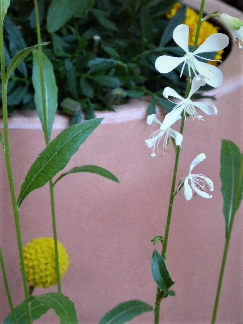 P1110212.webp