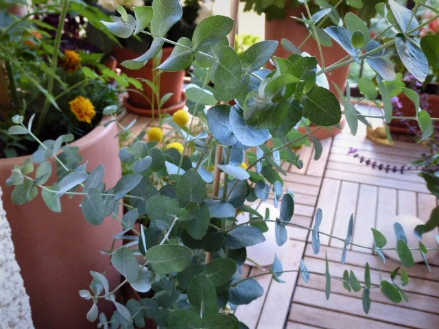 P1110218.webp