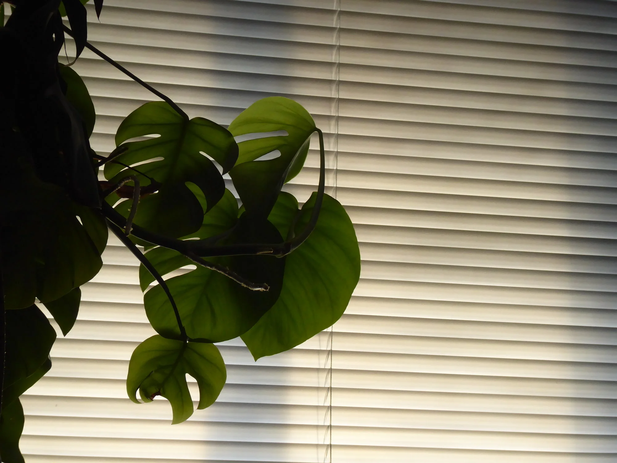 P1110230.webp