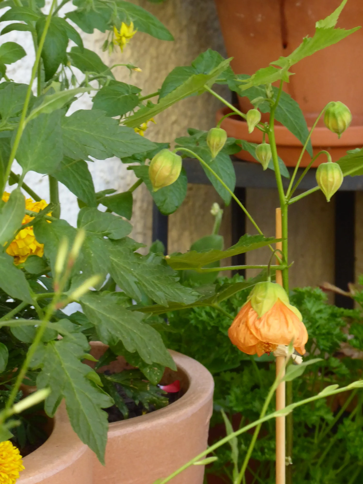 P1110327.webp