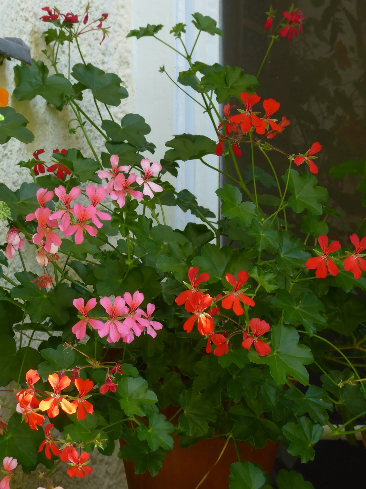 P1110448.webp