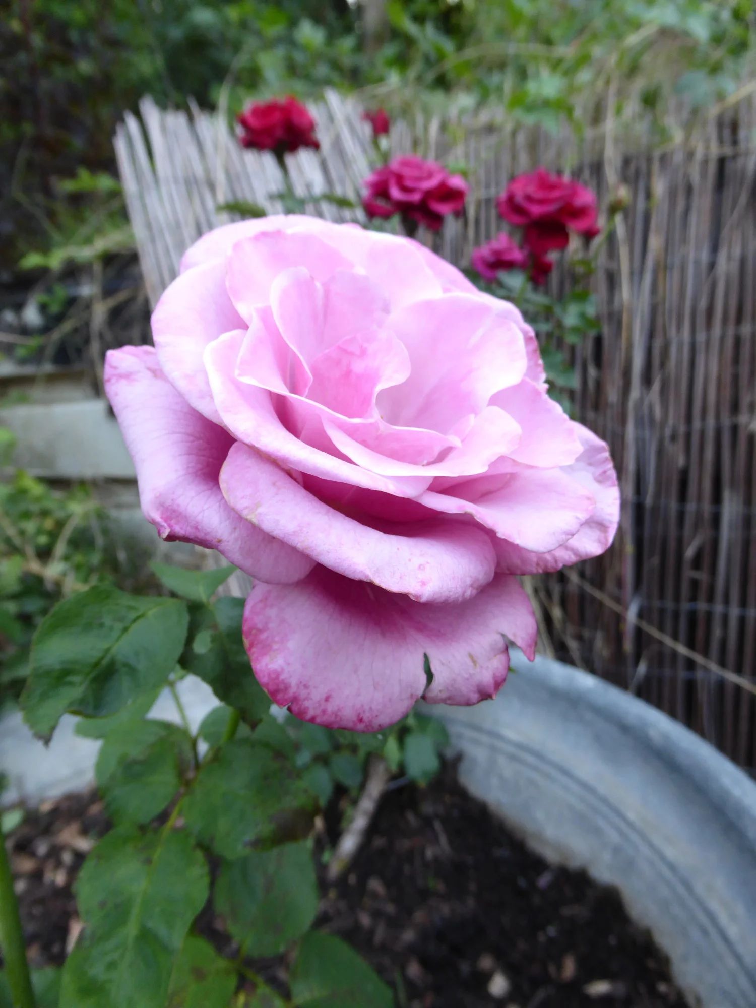 P1110590.webp