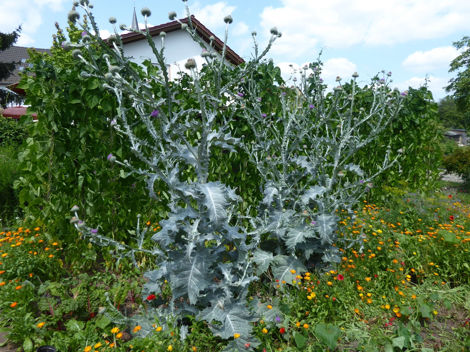 P1110811.webp
