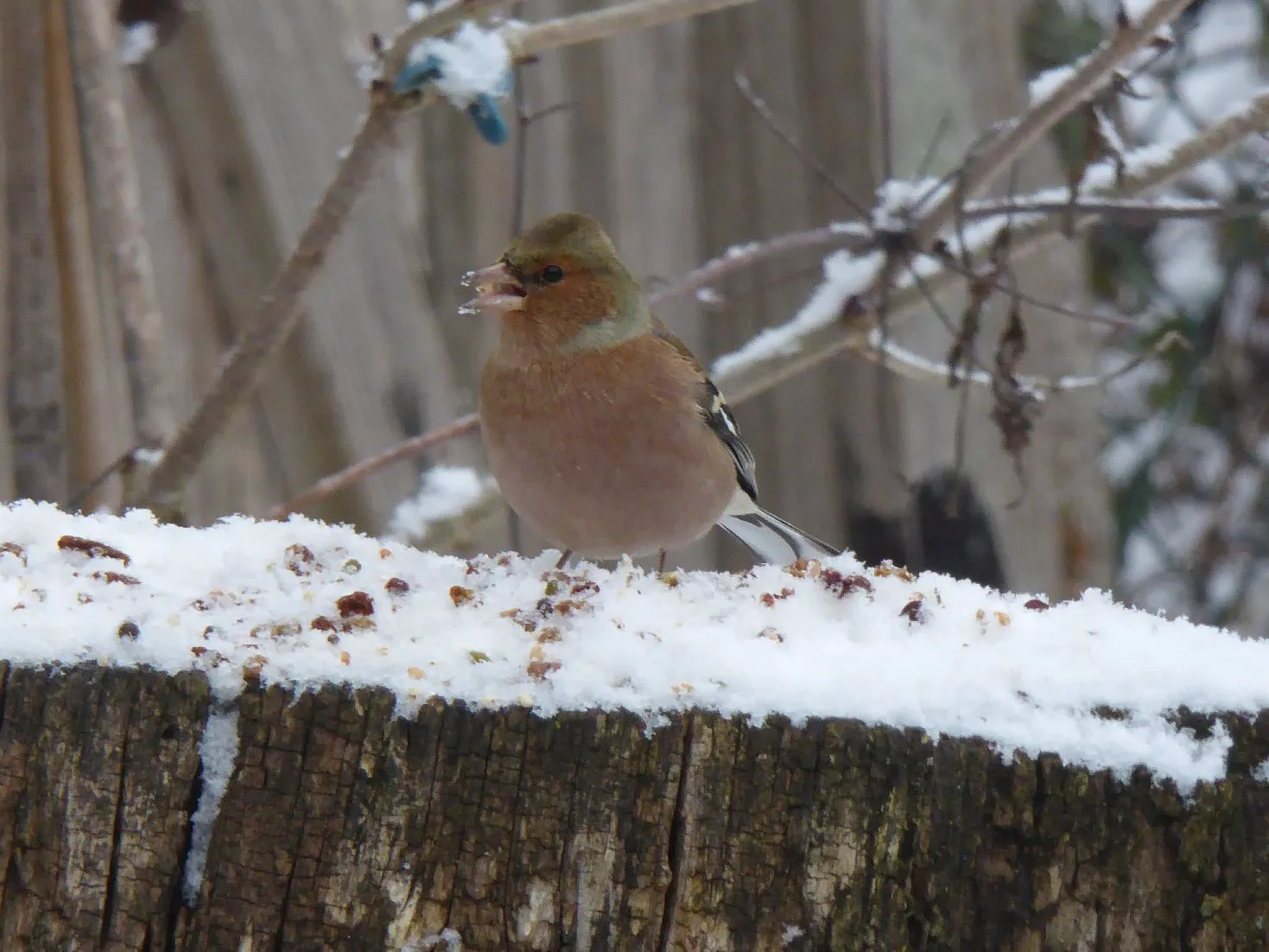 P1110885.webp