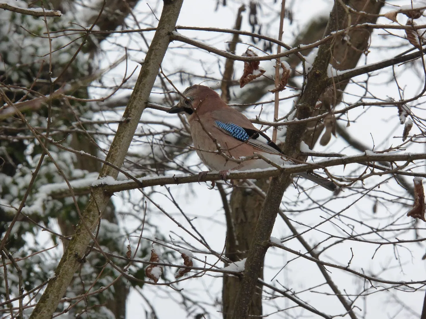 P1110937.webp
