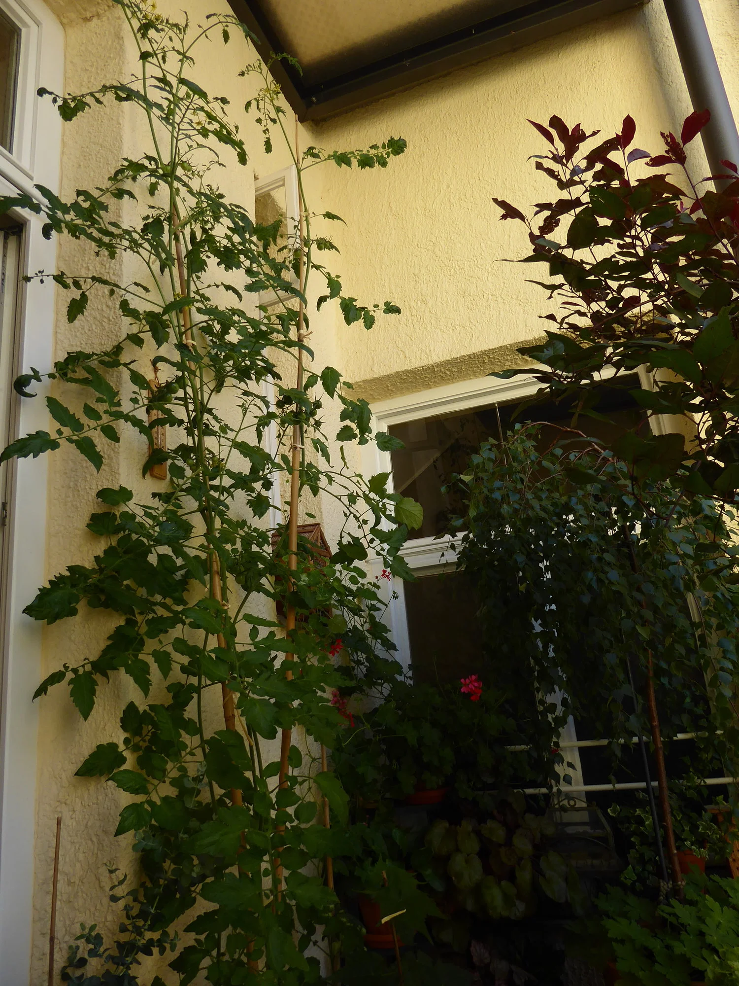 P1110976.webp