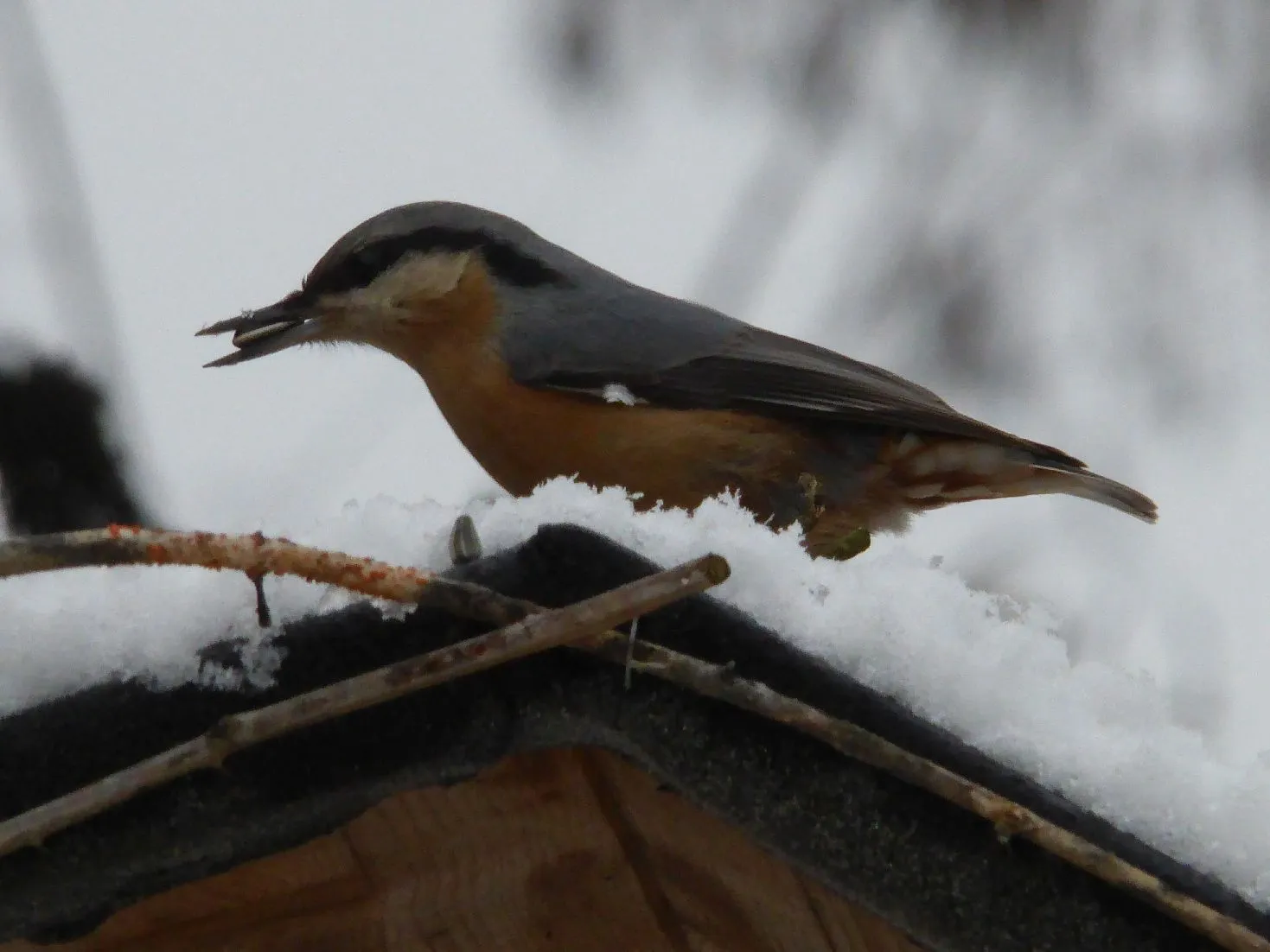 P1110979.webp