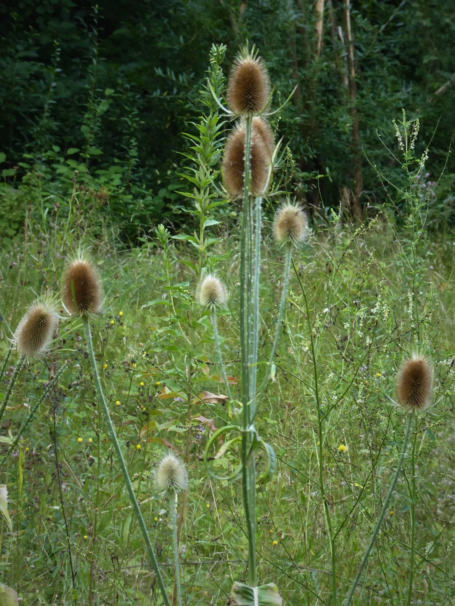 P1120229.webp