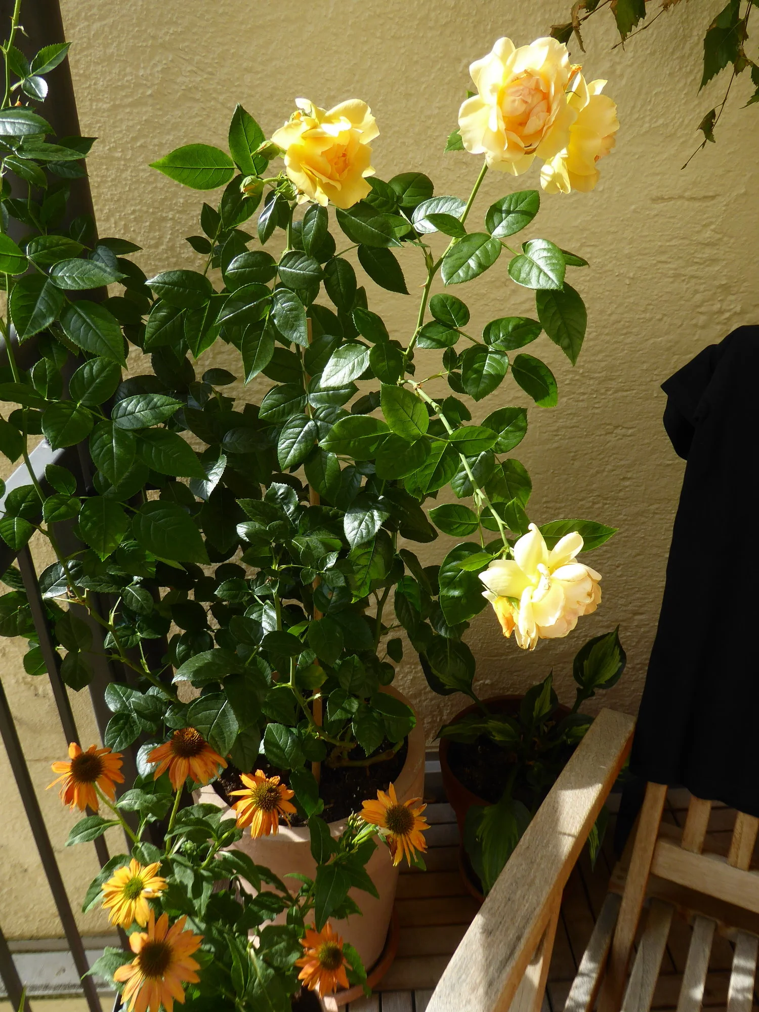 P1120421.webp