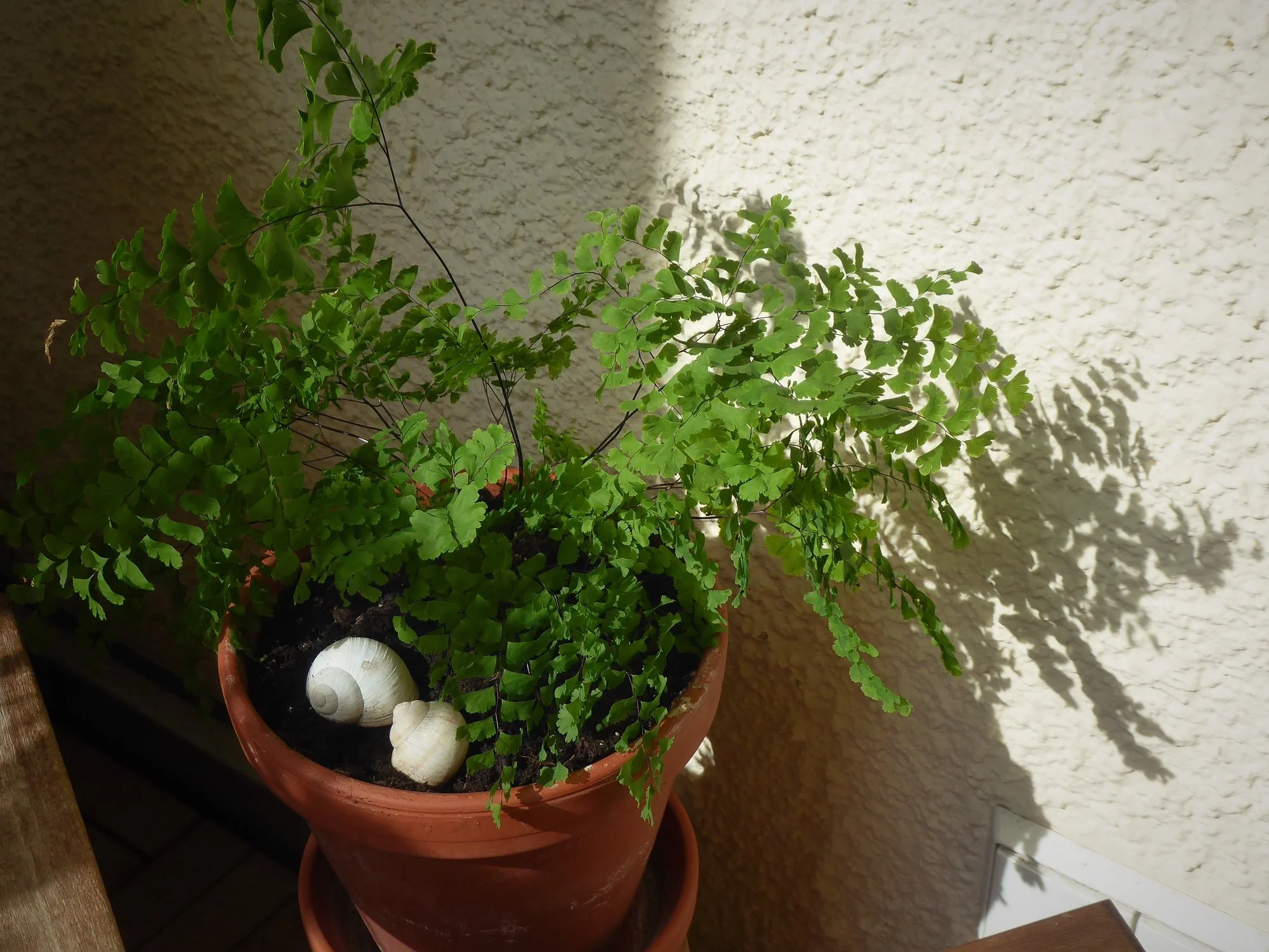 P1120424.webp