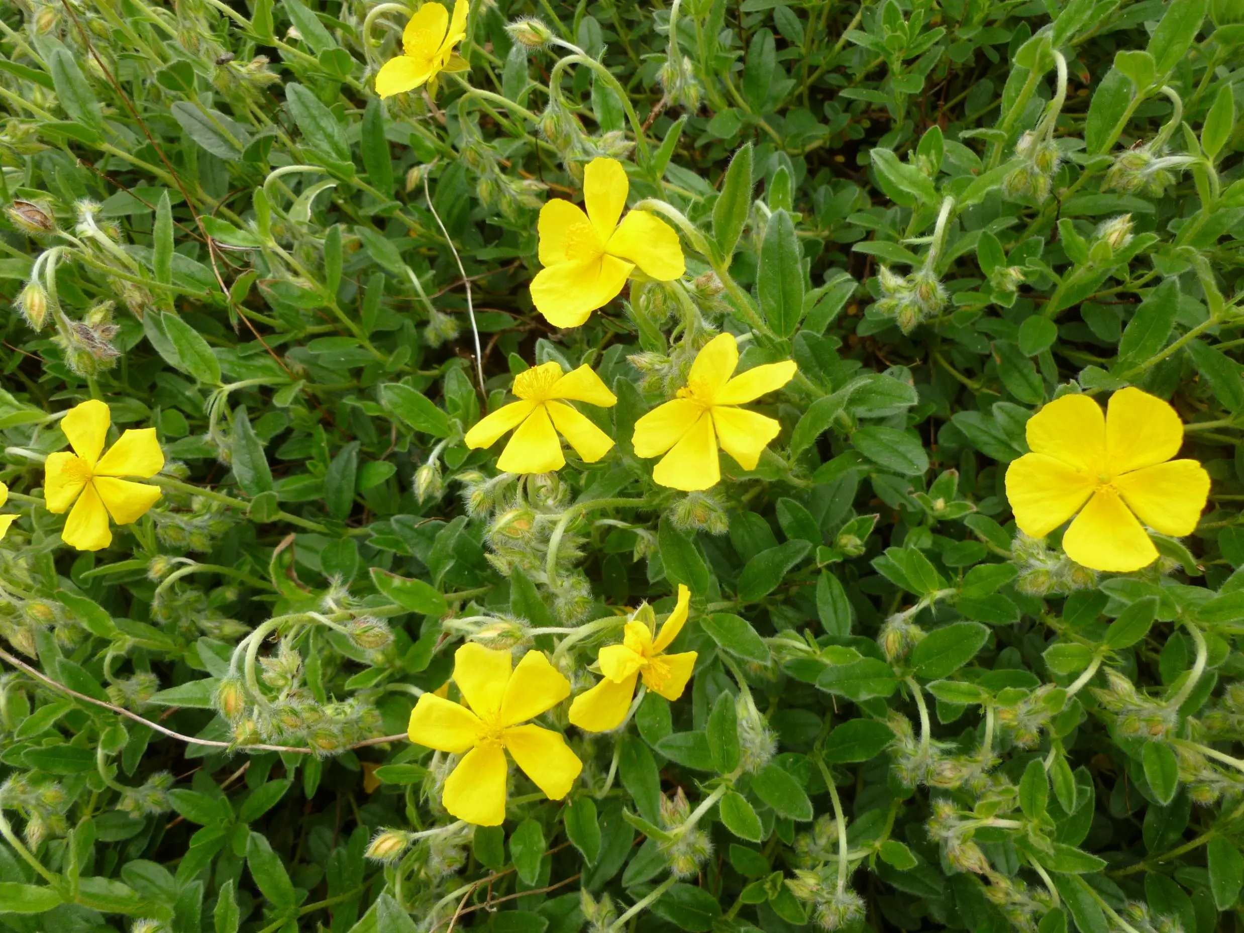 gelbe Blümchen