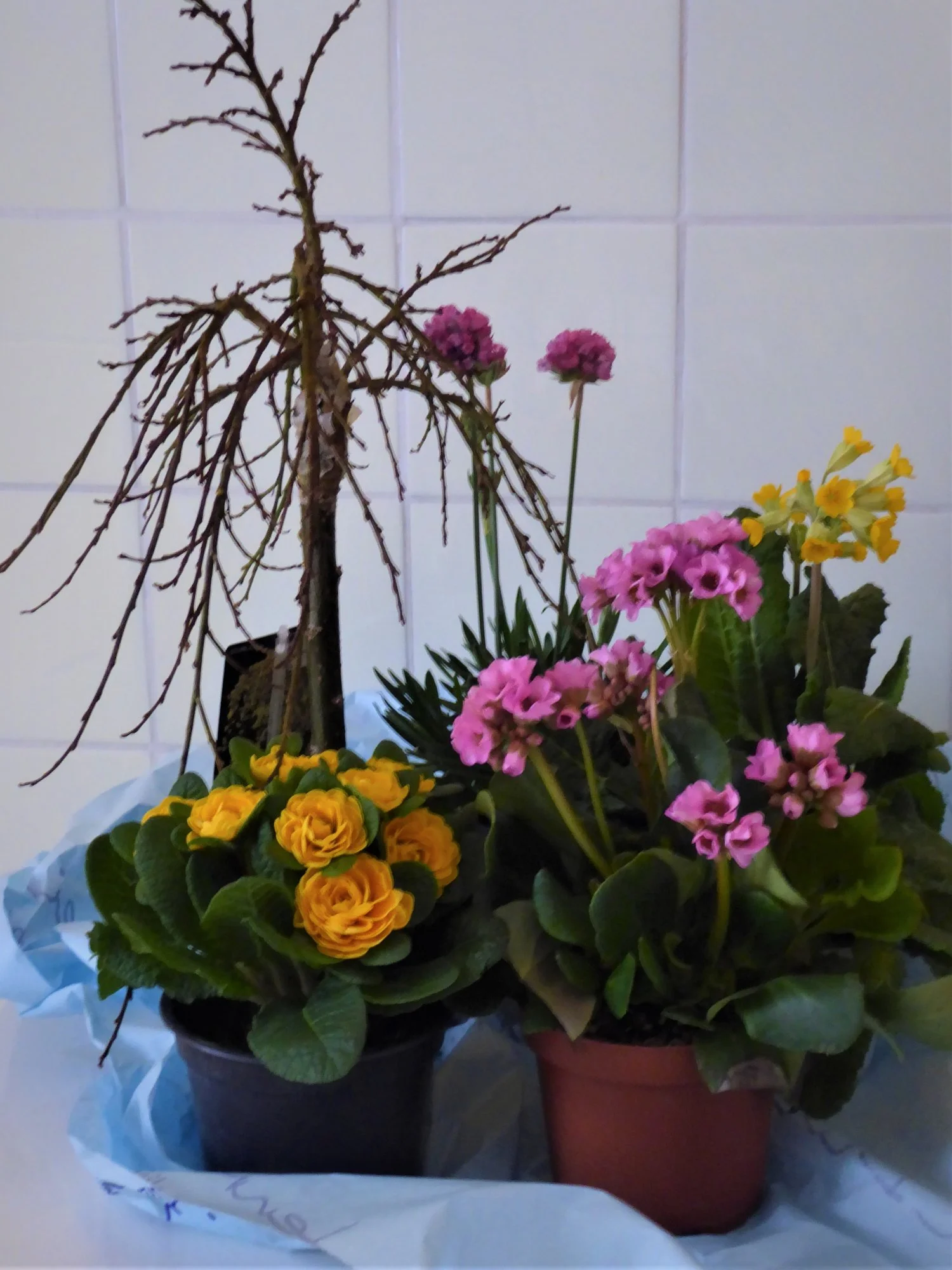 P1140166.webp