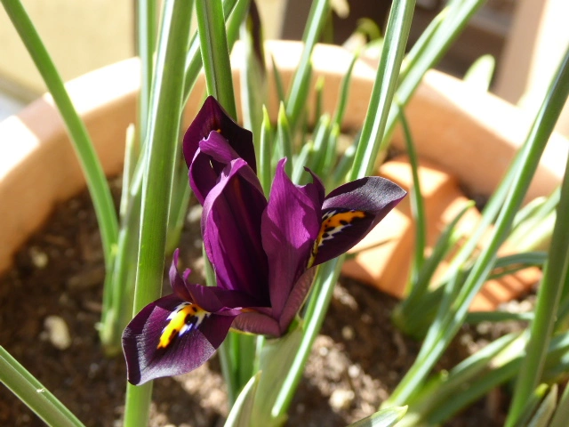 P1140189.webp