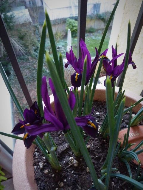 P1140245.webp