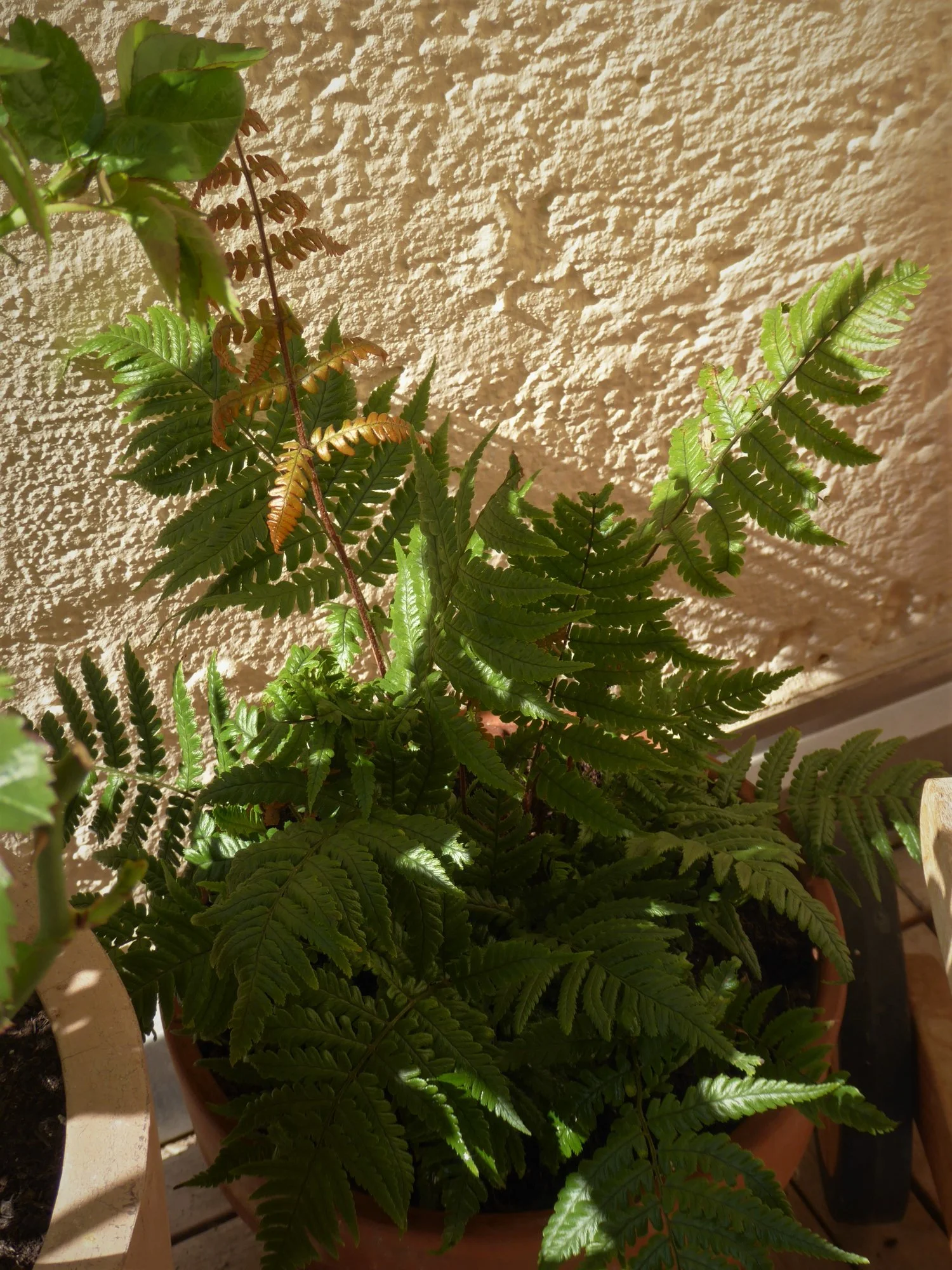 P1140377.webp