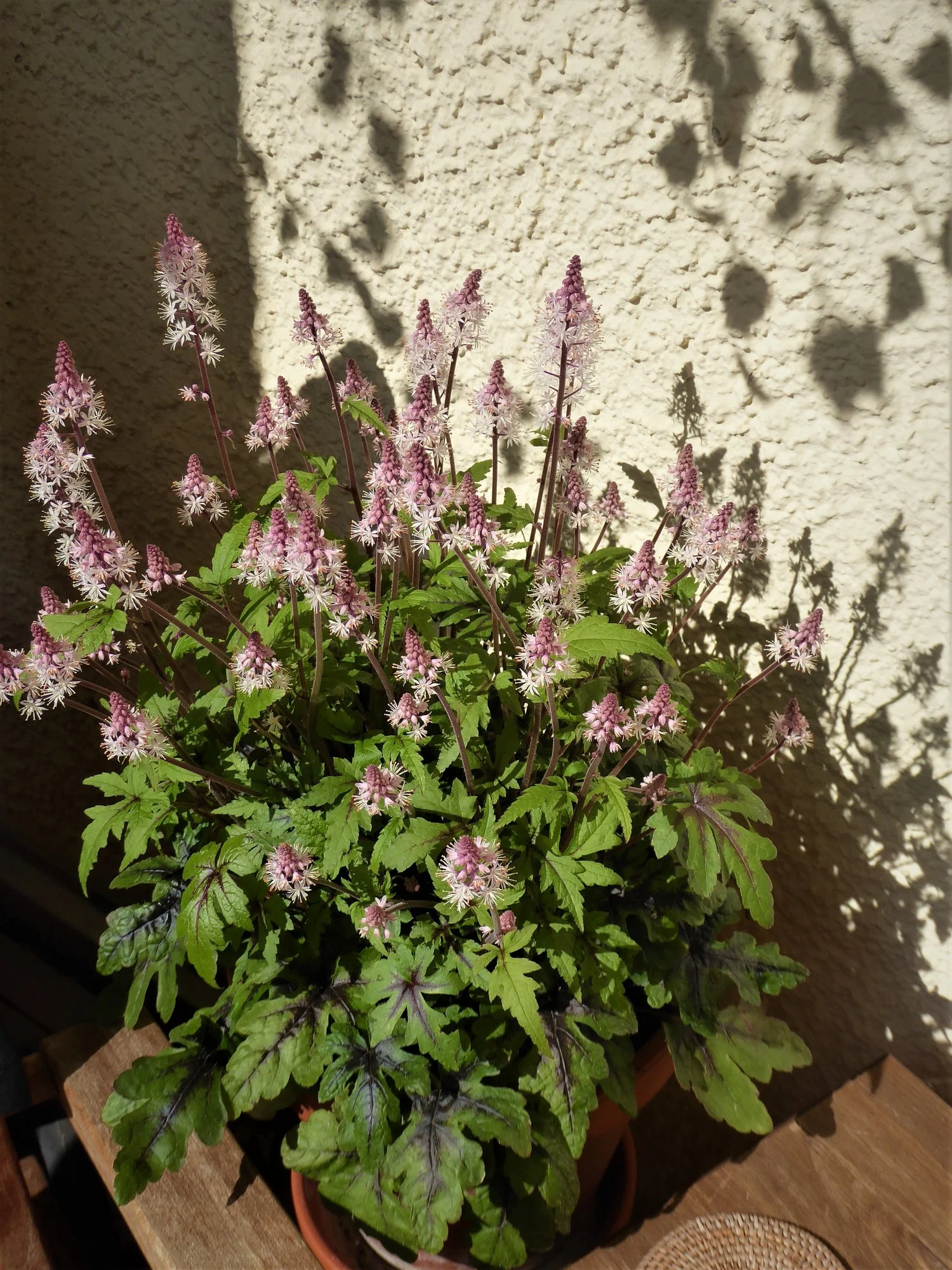 P1140572.webp