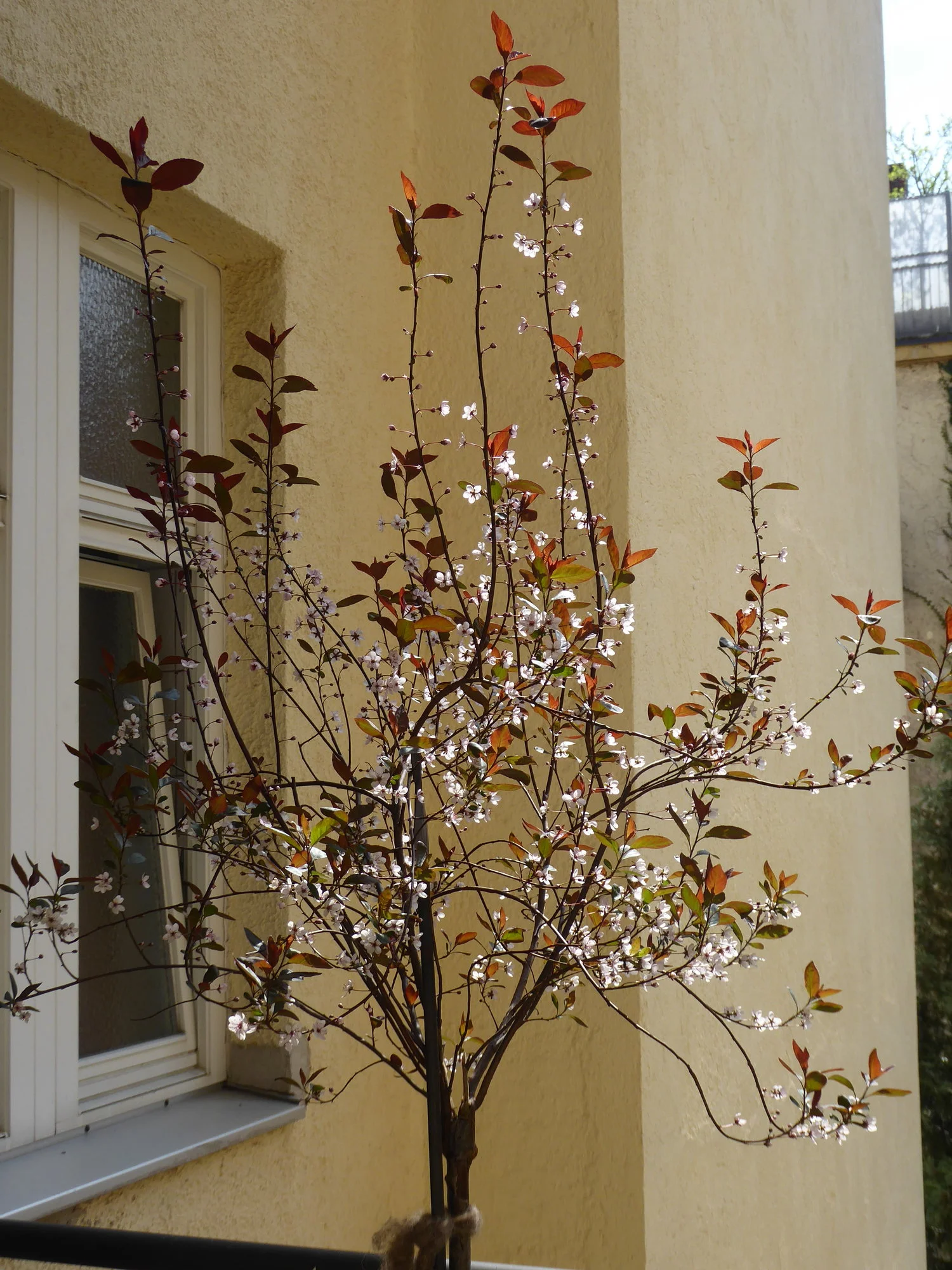 P1140750.webp