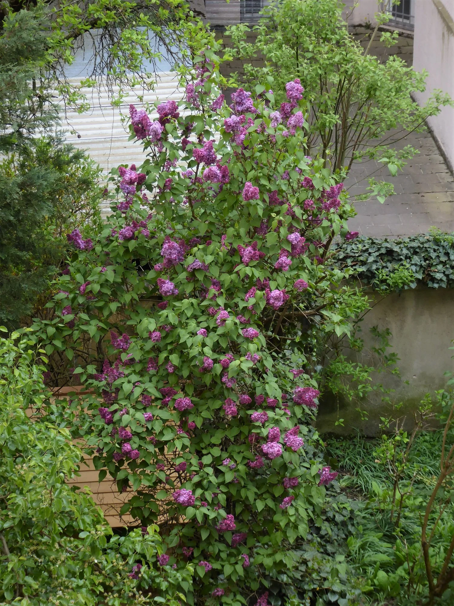 P1140978.webp
