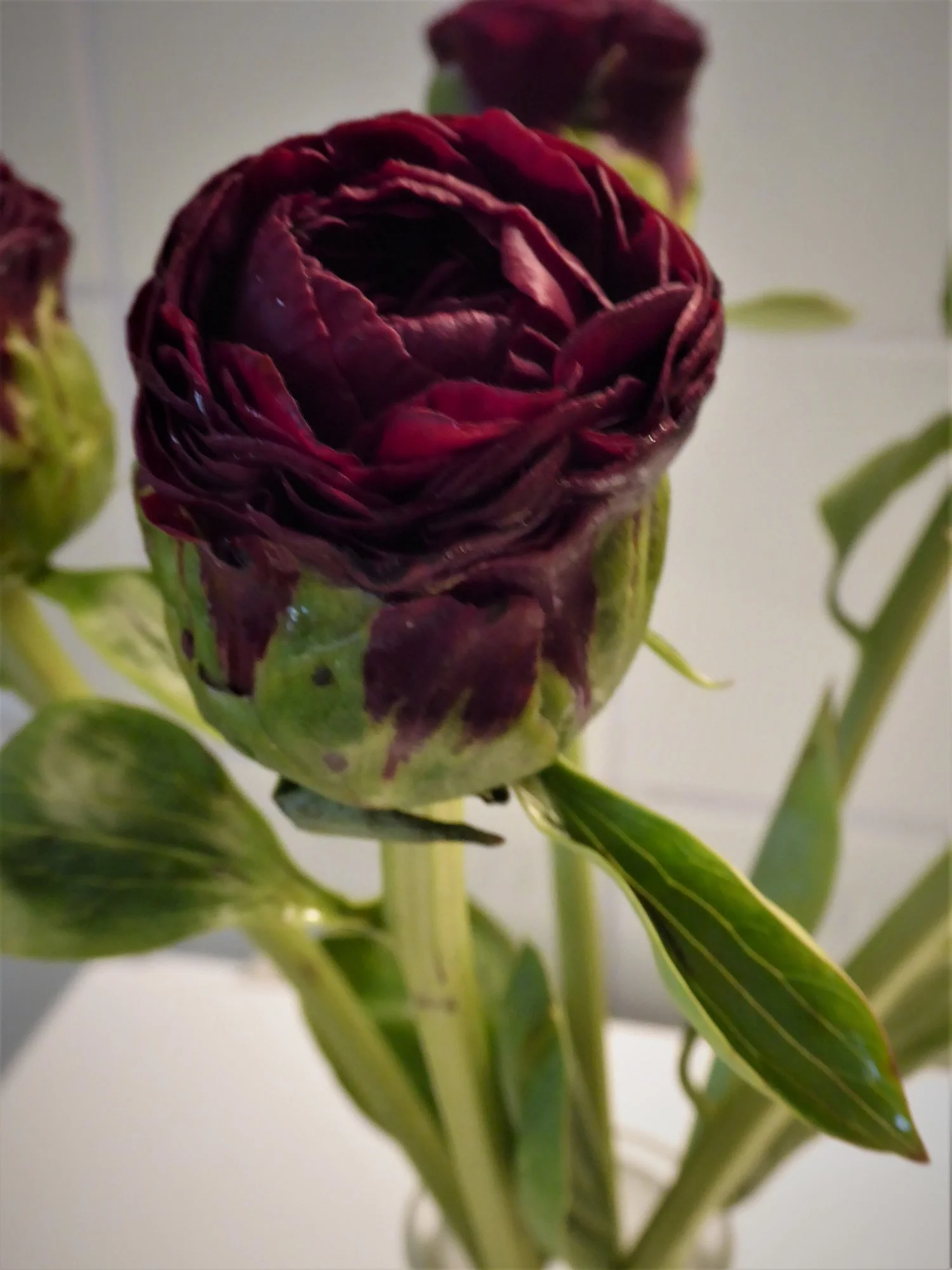 P1150015.webp