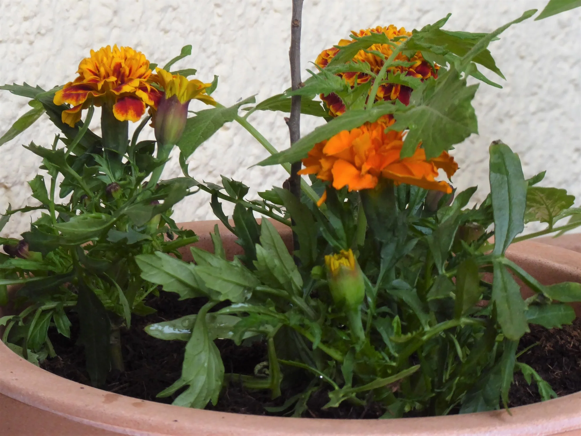 P1150028.webp