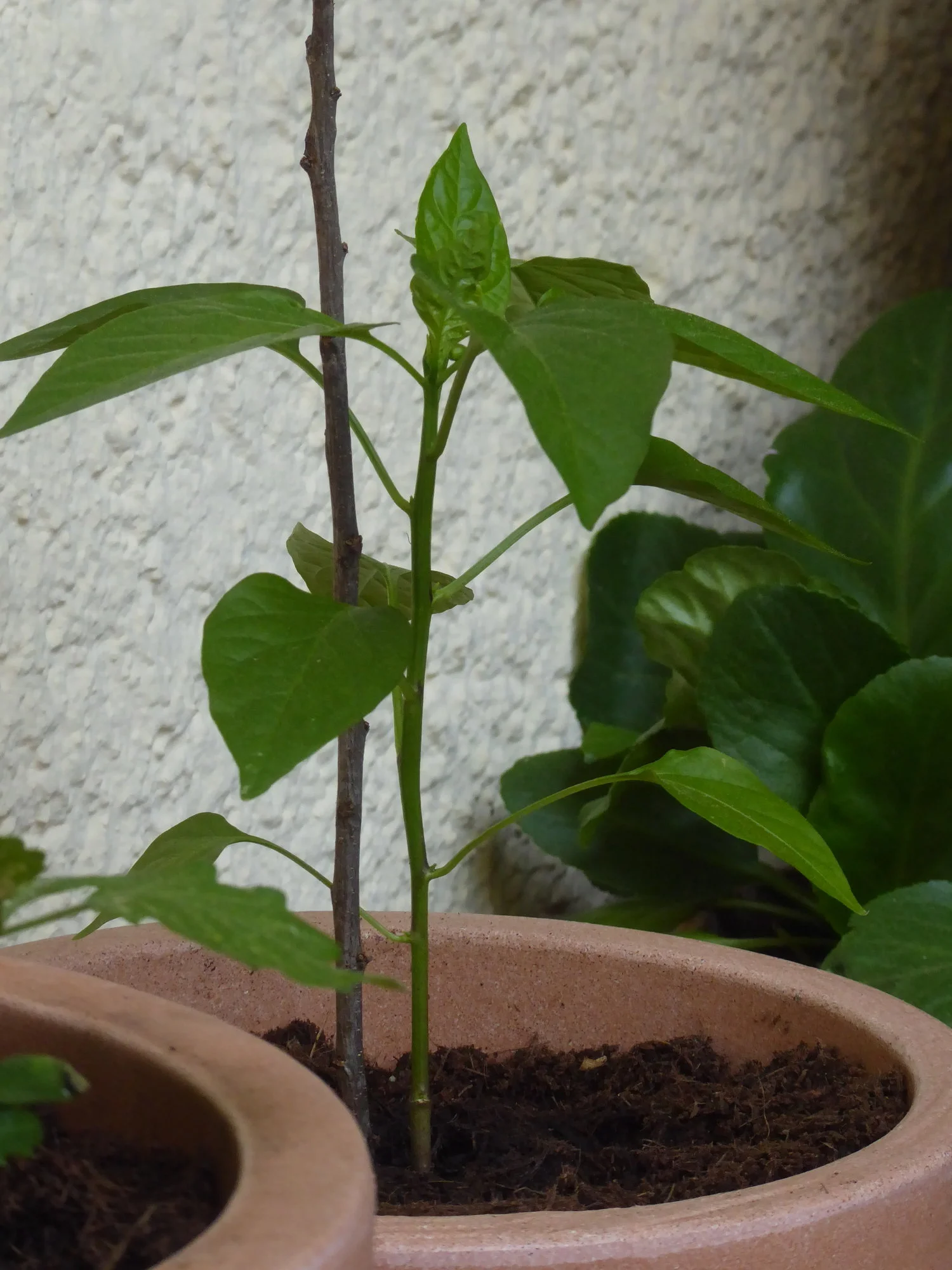 P1150031.webp