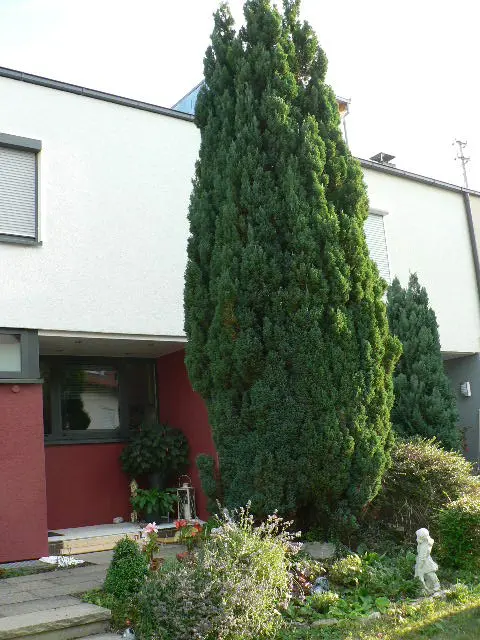 Was soll statt der Konifere in den