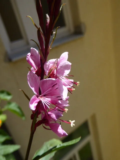 P1150146.webp