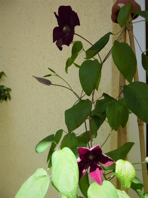 P1150148.webp