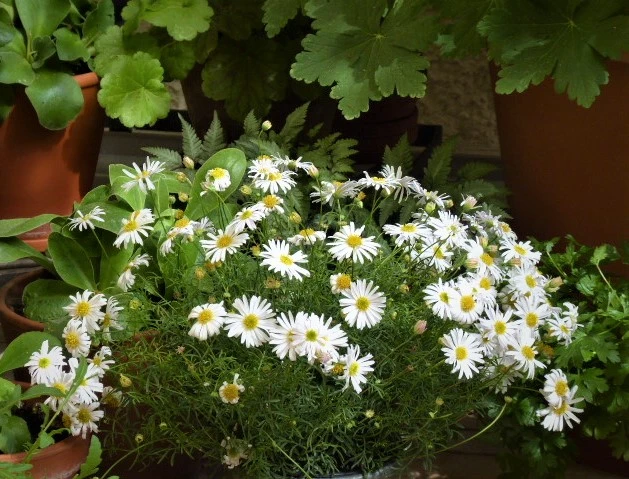P1150168.webp