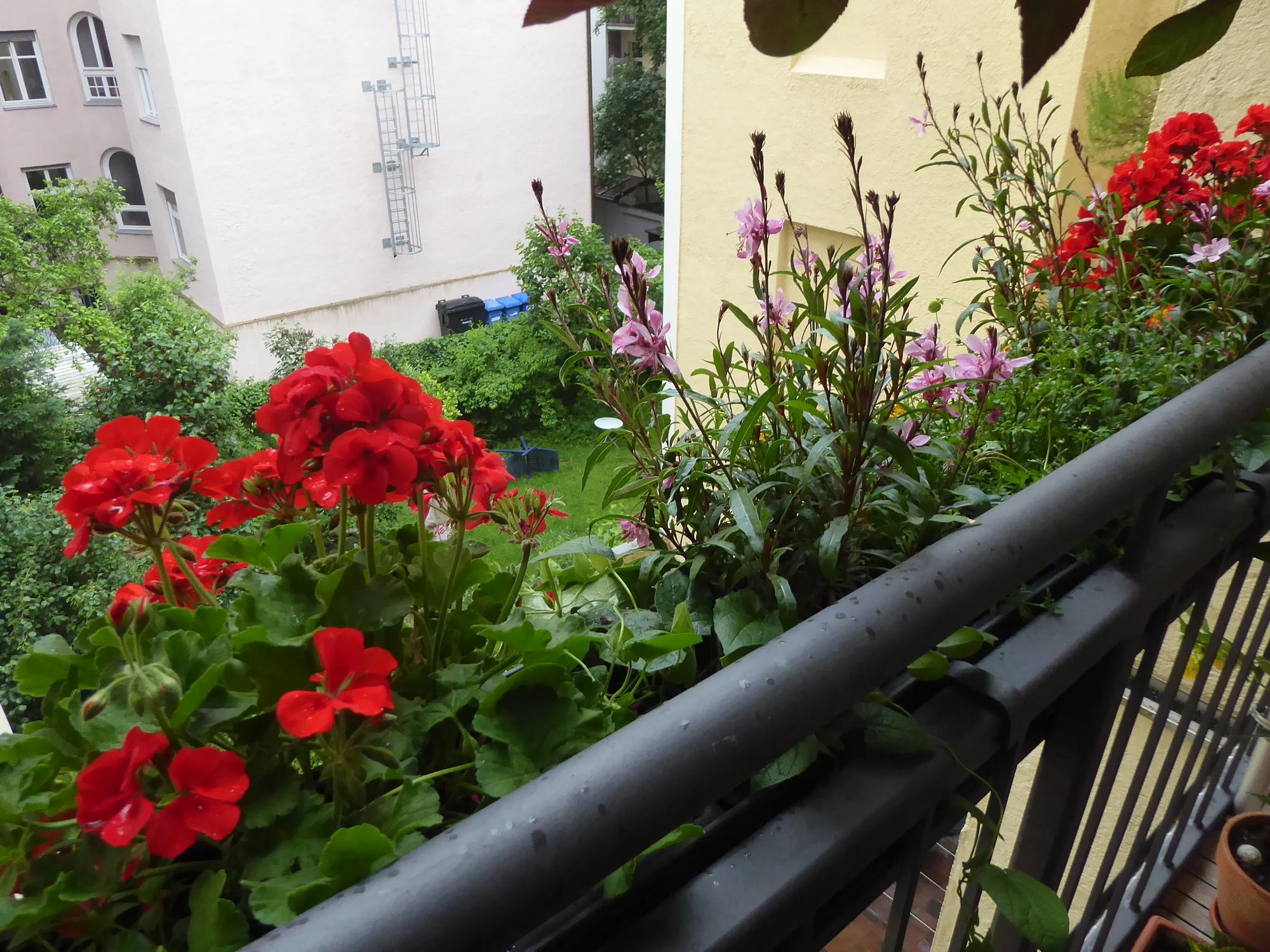 P1150212.webp