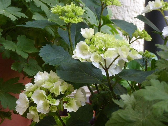 P1150343.webp