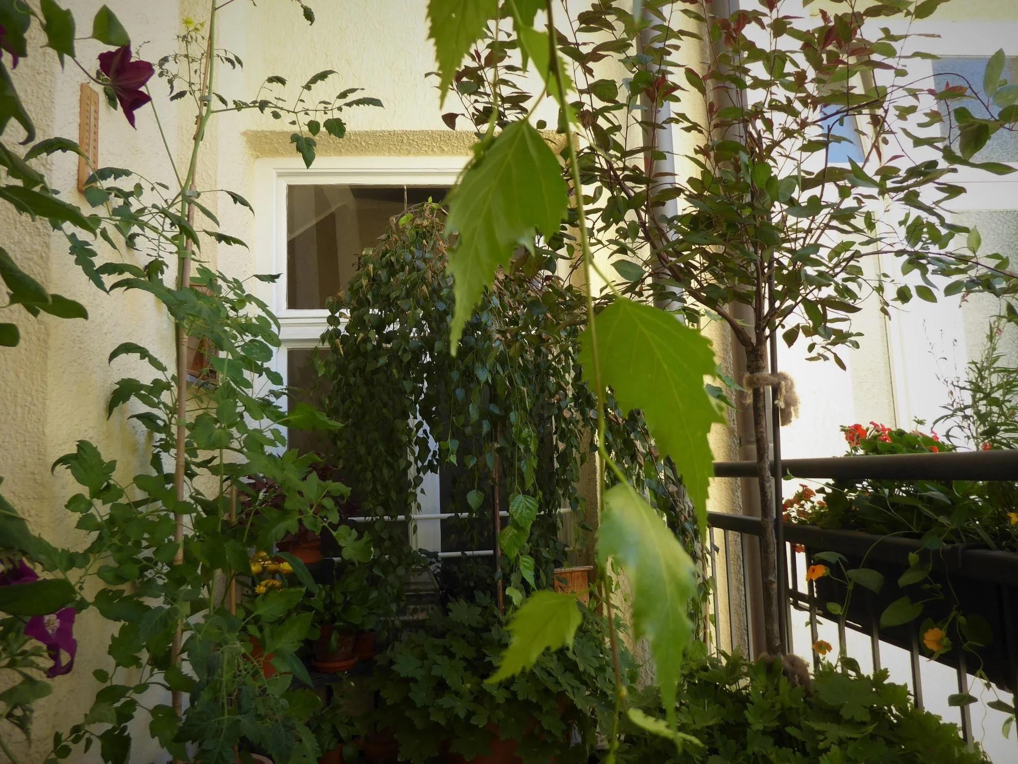 P1150660.webp