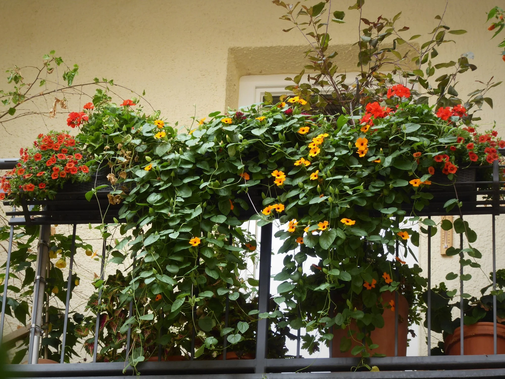 P1160445.webp