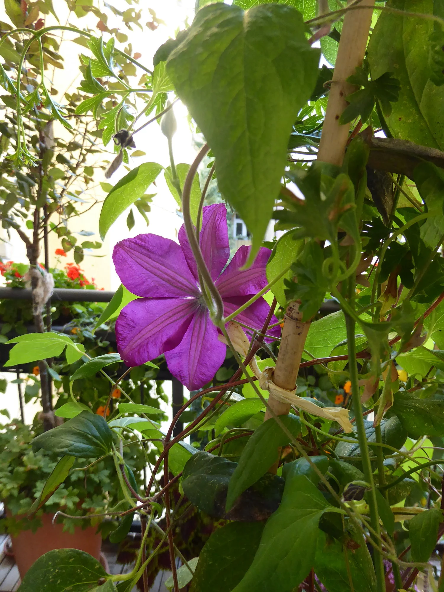 P1160466.JPG