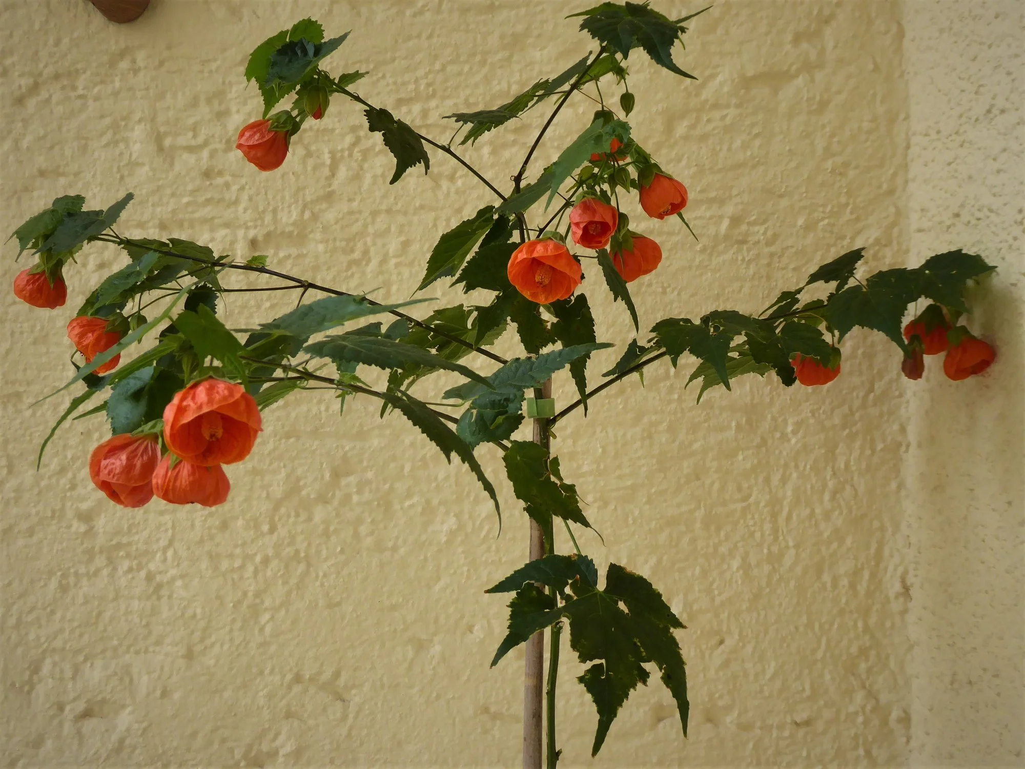 P1160550.webp