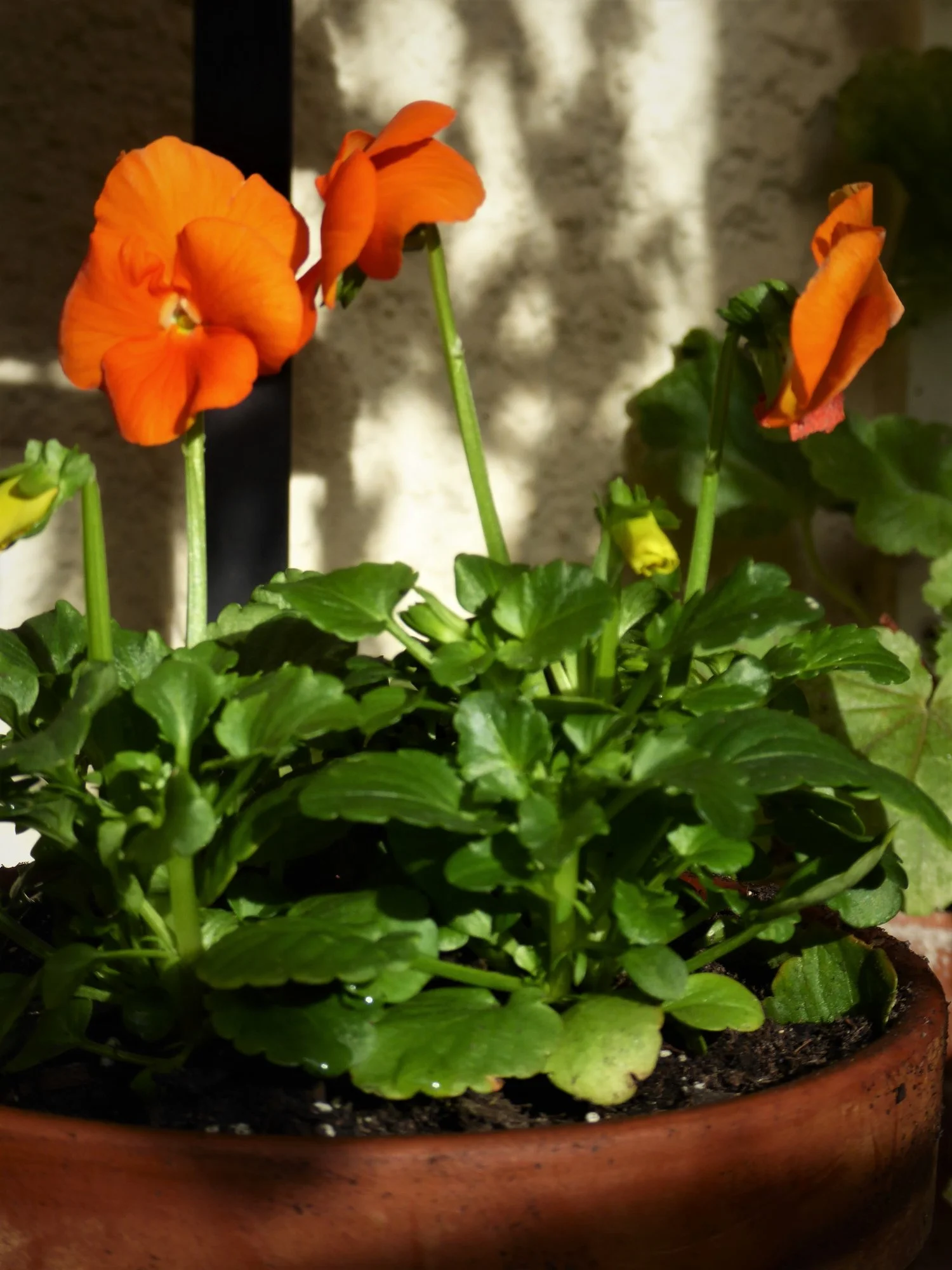 P1160632.webp