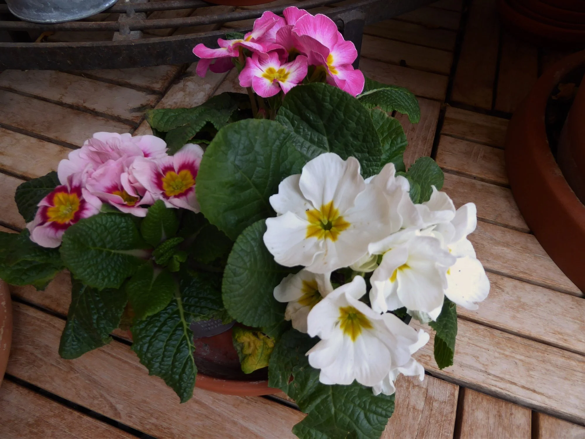 P1170040.webp
