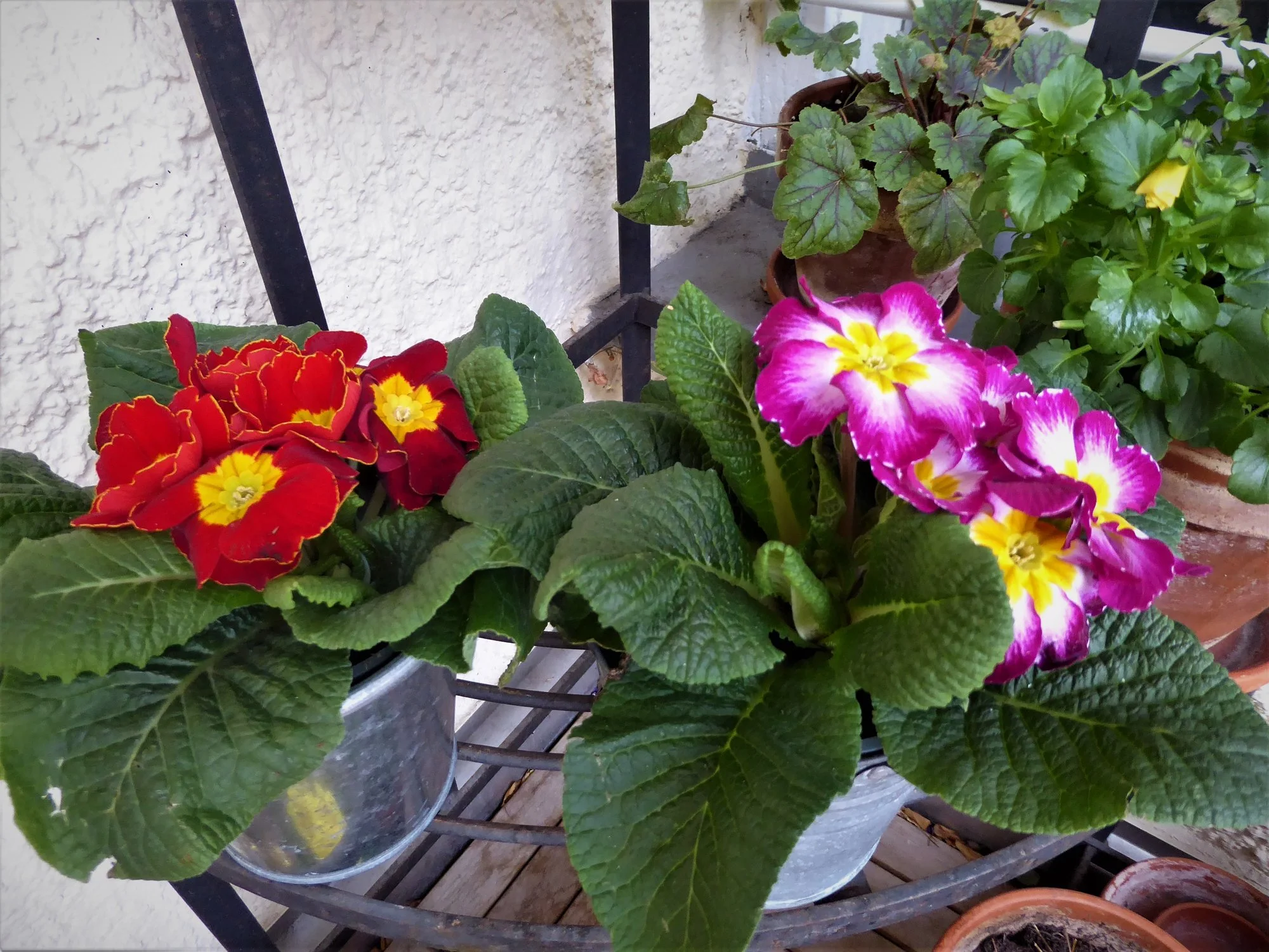 P1170041.webp