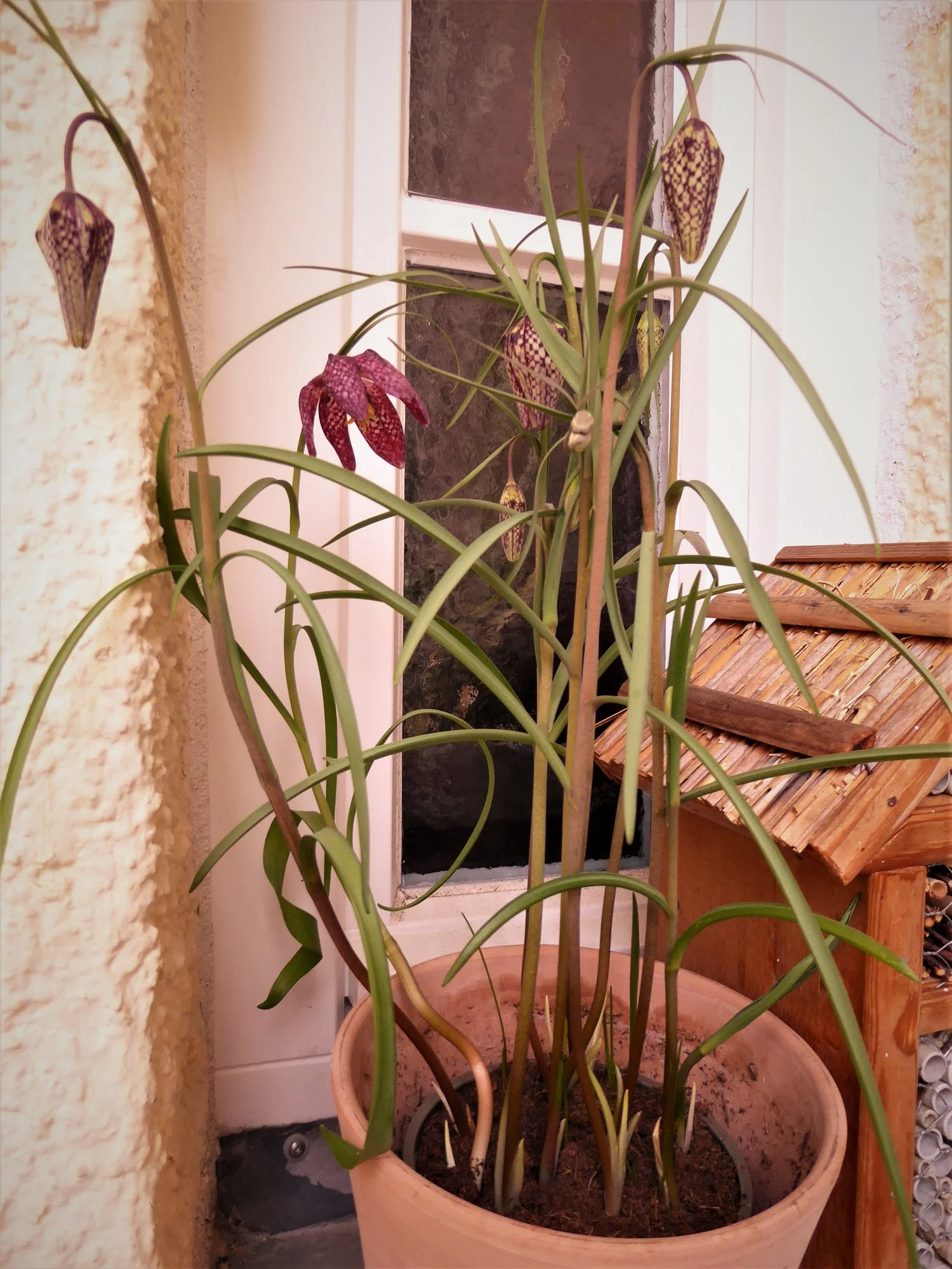 P1170042.webp
